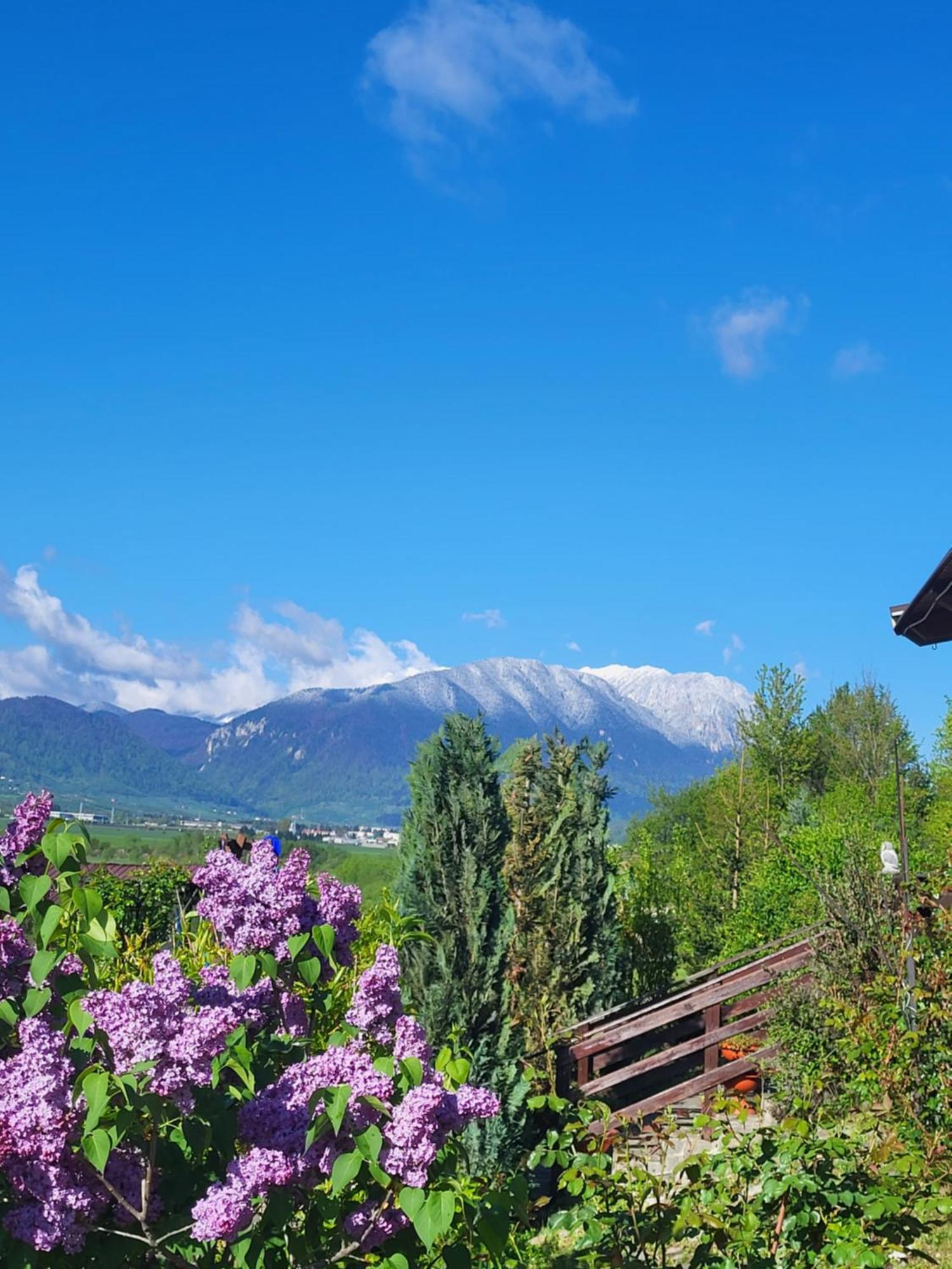 Dumbrava Ursului Hotel Zărneşti Bagian luar foto