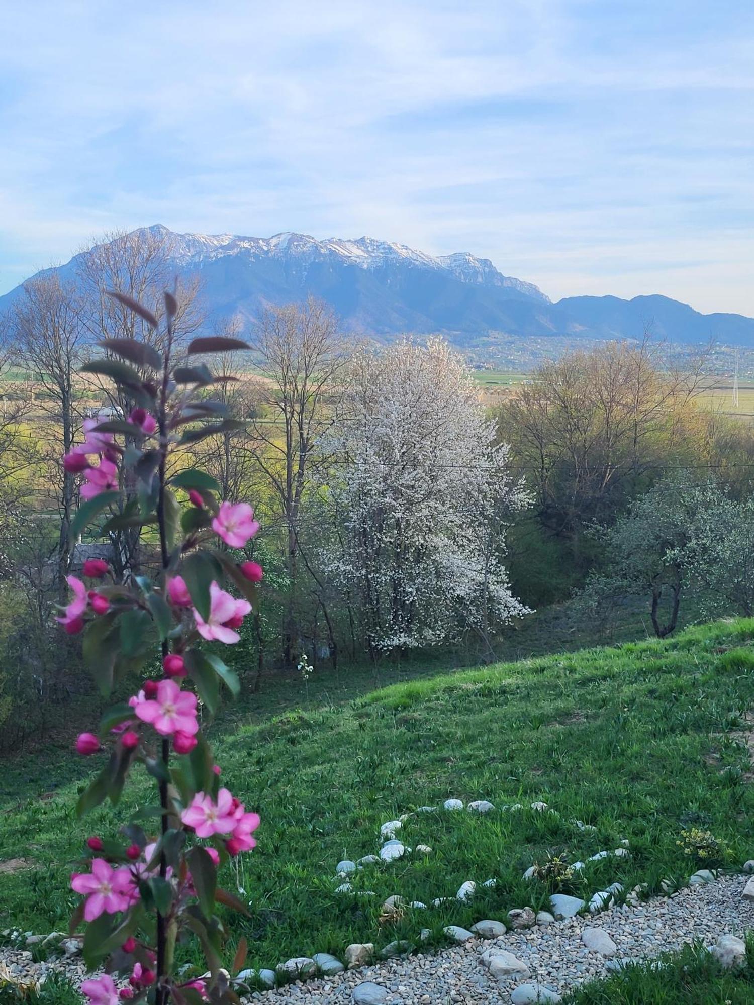 Dumbrava Ursului Hotel Zărneşti Bagian luar foto