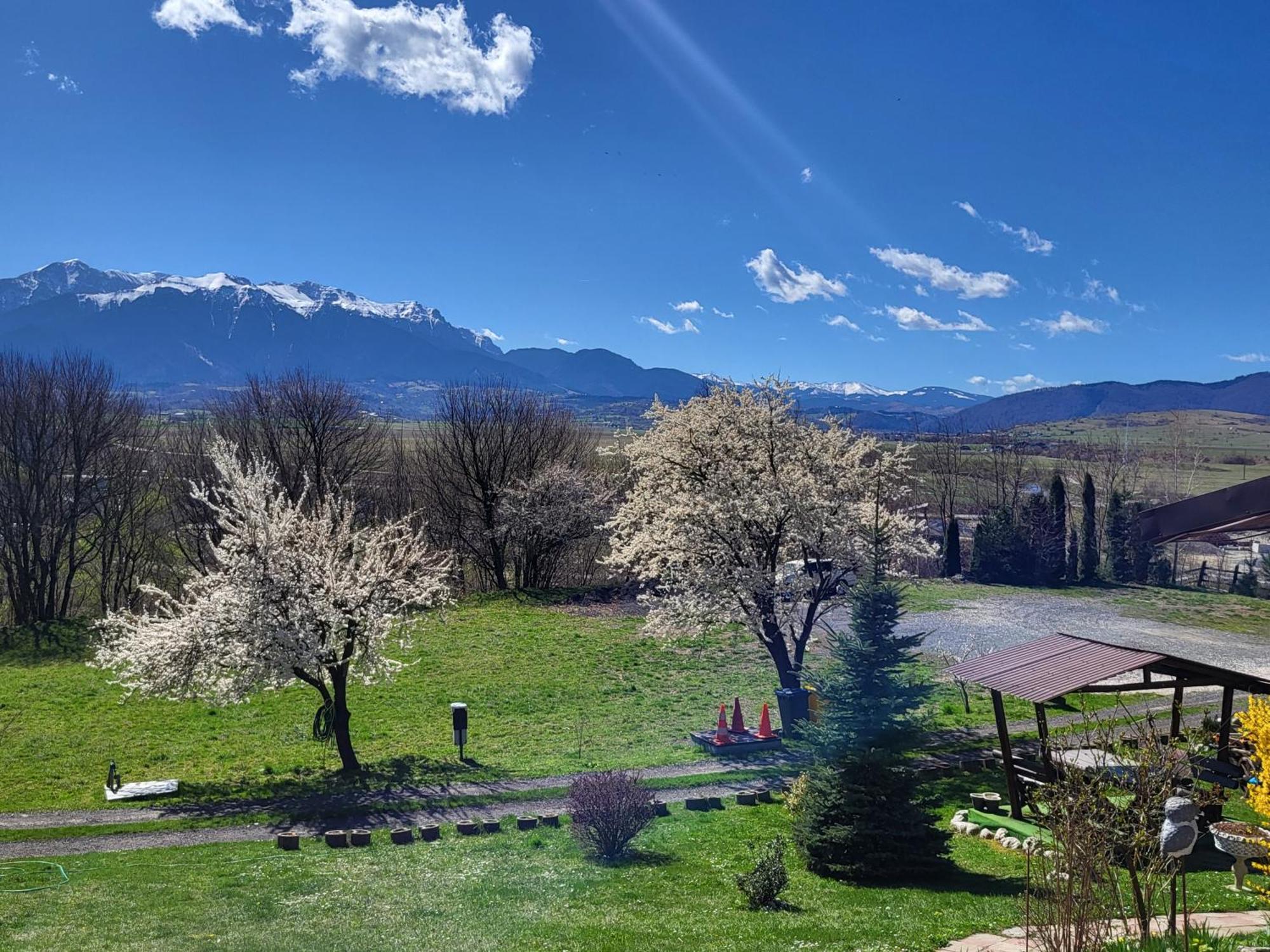 Dumbrava Ursului Hotel Zărneşti Bagian luar foto